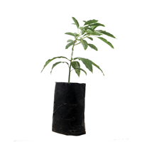 Arbol Frutal Aguacate Hass