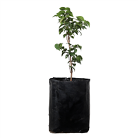 Arbol Frutal Pitanga.
