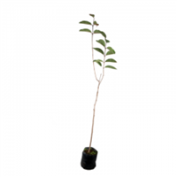Arbol Frutal Guayaba