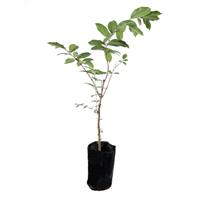 Arbol Frutal Cas