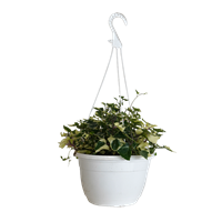 Planta Ornamental Hiedra Tres Picos Colgante
