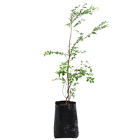 Arbol Jaboticaba
