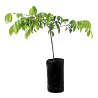 Arbol Frutal Carambola Dulce Inj B.P