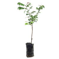 Arbol Frutal Carambola Acida Injertado