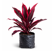 Planta Ornamental Cordilinea B.A