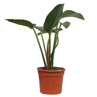 Planta Ornamental Philodendrum Tilaran B.A