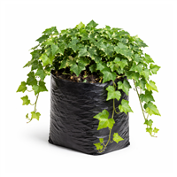 Planta Ornamental Hiedra de Pared