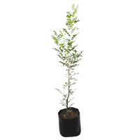 Planta Ornamental Muralla Exótica B.A