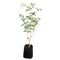 Arbol San Miguel