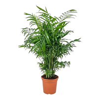 Planta Ornamental Chamadorea Elegants Mac 1000
