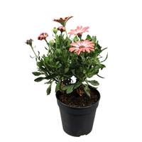 Planta Ornamental Osteospermun M12