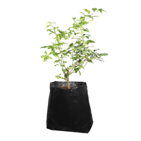 Planta Ornamental Veranera