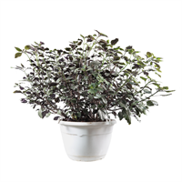 Planta Ornamental Peltranthus Colgante