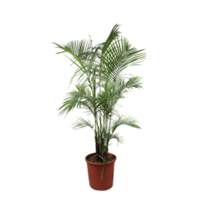 Planta Ornamental Palmera Rafanolacia