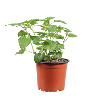 Planta Ornamental Hierba Limón