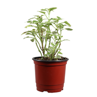 Planta Ornamental Medicinal Incienso