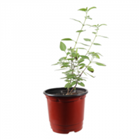 Planta Ornamental Medicinal Juanilama