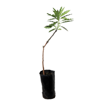 Arbol Frutal Manga Mora