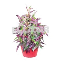 Arbol Tricolor Bolsa 2 L