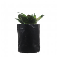 Planta Ornamental Lengua De Suegra Enana