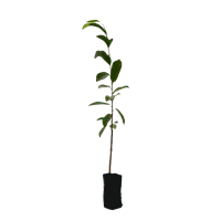 Arbol Frutal Guanabana