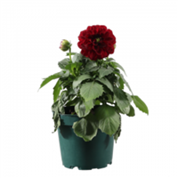 Planta Ornamental Dalia Mix Pote
