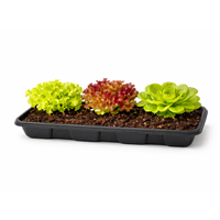 Planta Ornamental Lechuga Mix Mini Band