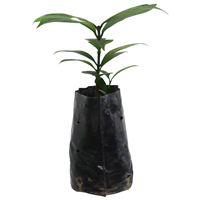 Arbol Frutal Mangostan