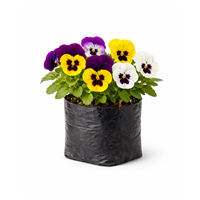 Planta Ornamental Pensamientos