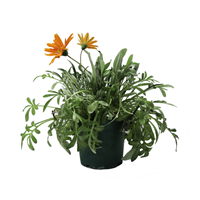 Planta Ornamental Gazania