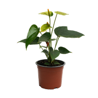 Planta Anturio