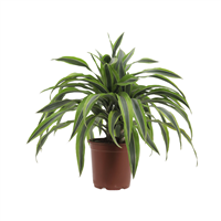 Planta Ornamental Lemon Mini