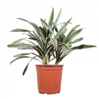 Planta Ornamental Whaite Straight