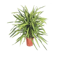 Planta Ornamental Dracaena Ricky
