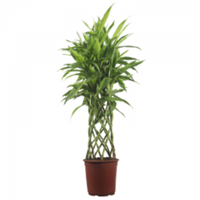 Planta Ornamental Sanderiana Trenzada