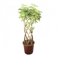 Planta Ornamental Sheflera Luciana