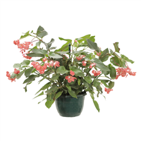 Planta Ornamental Colgante Begonia Dragon Wing