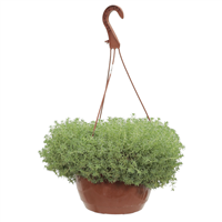 Planta Ornamental Colgante Arrocillo