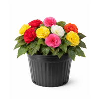 Planta Ornamental Begonia Tuberosa Mix Pote 5