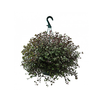 Planta Ornamental Colgante Cinquito