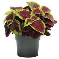 Planta Ornamental Coleus Mix Pote