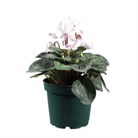 Planta Ornamental Ciclamen Mix Pote 5
