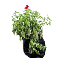 Planta Ornamental Dragón Enano Mix Pote