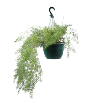 Planta Ornamental Colgante Esparrago Mix