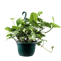 Planta Ornamental Colgante Garrobo