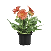 Planta Ornamental Gerbera Mix Pote