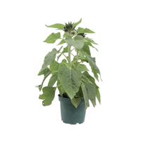 Planta Ornamental Girasol Pote