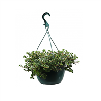 Planta Ornamental Colgante Gloecoma Ederacia