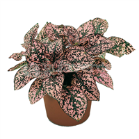 Planta Ornamental Hoja Pintada Mix Pote