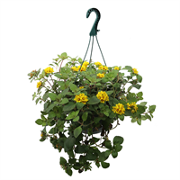 Planta Ornamental Colgante Lysmaquia Lissy